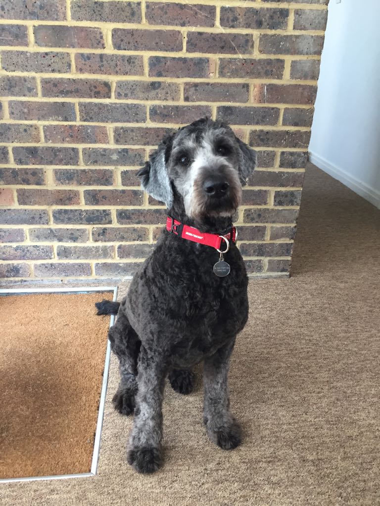 Baxter.jpeg